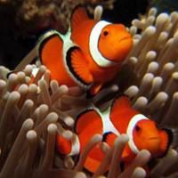 适合做头像的鱼的唯美_微信头像大全图片