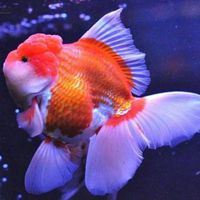 适合做头像的鱼的唯美_微信头像大全图片