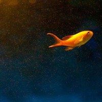 适合做头像的鱼的唯美_微信头像大全图片