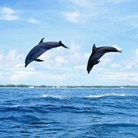 适合做头像的鱼的唯美_微信头像大全图片