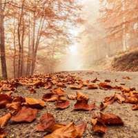 秋天落叶头像唯美_微信头像大全图片