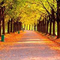 秋天落叶头像唯美_微信头像大全图片