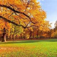 秋天落叶头像唯美_微信头像大全图片