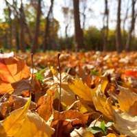 秋天落叶头像唯美_微信头像大全图片