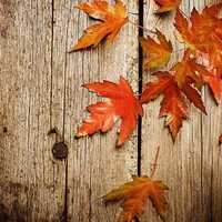 秋天落叶头像唯美_微信头像大全图片