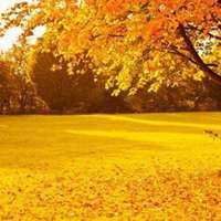 秋天落叶头像唯美_微信头像大全图片