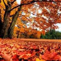 秋天落叶头像唯美_微信头像大全图片