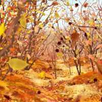 秋天落叶头像唯美_微信头像大全图片