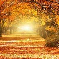 秋天落叶头像唯美_微信头像大全图片