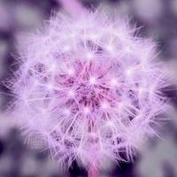 蒲公英头像唯美紫色_微信头像大全图片