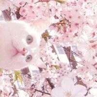 2021唯美的花芬美图头像合集_微信头像大全图片