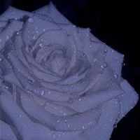 2021唯美的花芬美图头像合集_微信头像大全图片