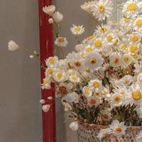 2021唯美的花芬美图头像合集_微信头像大全图片