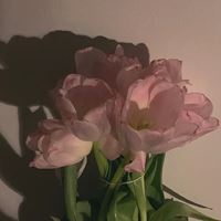 2021唯美的花芬美图头像合集_微信头像大全图片