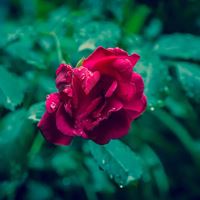 2021唯美的花芬美图头像合集_微信头像大全图片