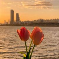 2021唯美的花芬美图头像合集_微信头像大全图片