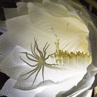 昙花盛开的唯美图 一染昙花百念空_微信头像大全图片