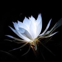 昙花盛开的唯美图 一染昙花百念空_微信头像大全图片