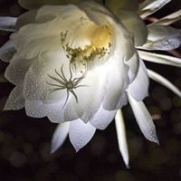 昙花盛开的唯美图 一染昙花百念空_微信头像大全图片