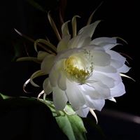 昙花盛开的唯美图 一染昙花百念空_微信头像大全图片