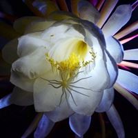 昙花盛开的唯美图 一染昙花百念空_微信头像大全图片