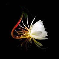 昙花盛开的唯美图 一染昙花百念空_微信头像大全图片