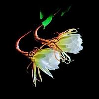 昙花盛开的唯美图 一染昙花百念空_微信头像大全图片