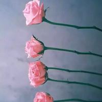 极简唯美多风格_微信头像大全图片