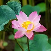 唯美好看的花朵//太美了_微信头像大全图片
