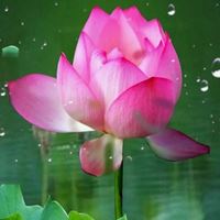 唯美好看的花朵//太美了_微信头像大全图片