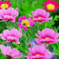 唯美好看的花朵//太美了_微信头像大全图片