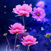 唯美好看的花朵//太美了_微信头像大全图片