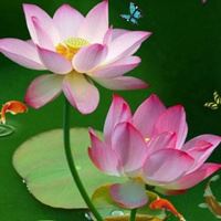 唯美好看的花朵//太美了_微信头像大全图片