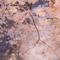 让人心生爱慕的唯美景色_微信头像大全图片