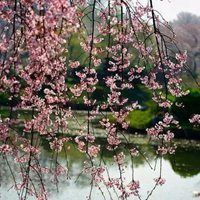 唯美好看的花朵花簇景色头像_微信头像大全图片