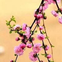 唯美好看的花朵花簇景色头像_微信头像大全图片