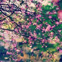 唯美好看的花朵花簇景色头像_微信头像大全图片
