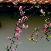 唯美好看的花朵花簇景色头像_微信头像大全图片