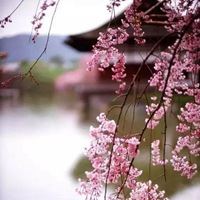 唯美好看的花朵花簇景色头像_微信头像大全图片