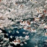 唯美好看的花朵花簇景色头像_微信头像大全图片