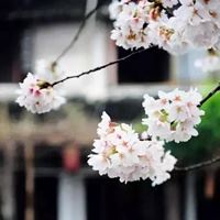 唯美好看的花朵花簇景色头像_微信头像大全图片