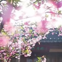 唯美好看的花朵花簇景色头像_微信头像大全图片