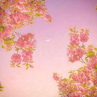 多彩多姿的云彩+好看花朵头像//唯美梦幻_微信头像大全图片