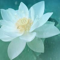 1080×1920唯美花朵头像一波_微信头像大全图片