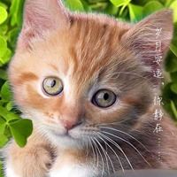 唯美好看的小动物_微信头像大全图片