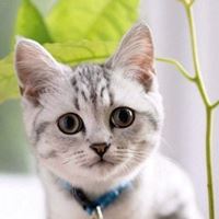 唯美好看的小动物_微信头像大全图片