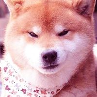 唯美好看的小动物_微信头像大全图片