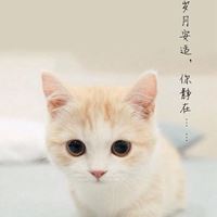 唯美好看的小动物_微信头像大全图片