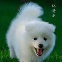 唯美好看的小动物_微信头像大全图片