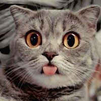 唯美好看的小动物_微信头像大全图片